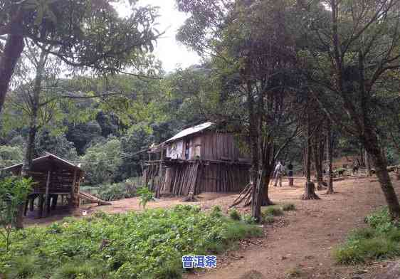 勐宋普洱茶的口感特点，探秘勐宋普洱茶的特别口感魅力