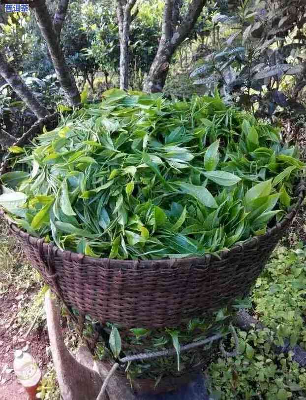 勐宋普洱生茶怎么样-勐宋普洱生茶怎么样好喝吗