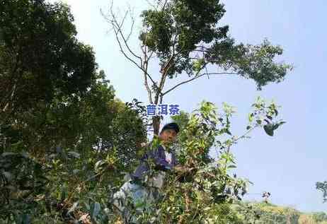 普洱茶招商加盟方案，加入咱们的行列：普洱茶招商加盟方案详细解析