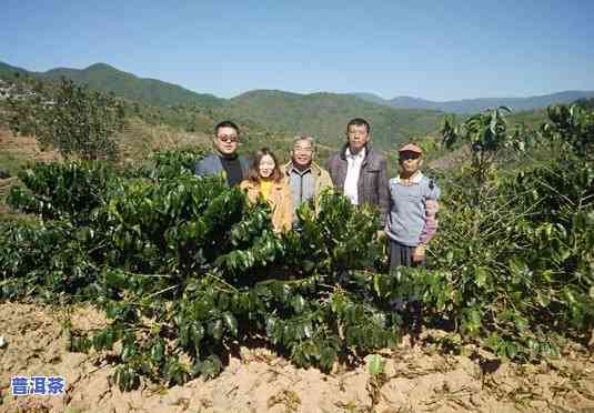 全面熟悉普洱茶的种植方法和技术：视频解析