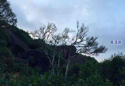 老乌山属于哪个茶区，探寻茶叶的根源：老乌山——属于哪个茶区？