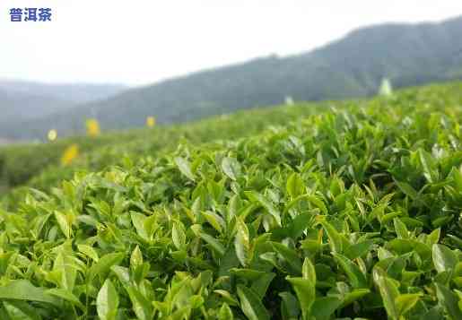 种植普洱茶每亩效益怎么样，揭秘种植普洱茶的经济效益：每亩收益究竟怎样？