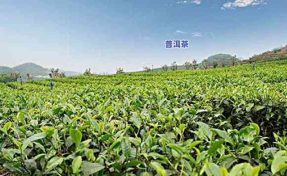 种植普洱茶每亩效益-种植普洱茶每亩效益怎么样