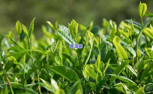 普洱茶种植经济效益怎么样，探究普洱茶种植的经济效益：一探究竟