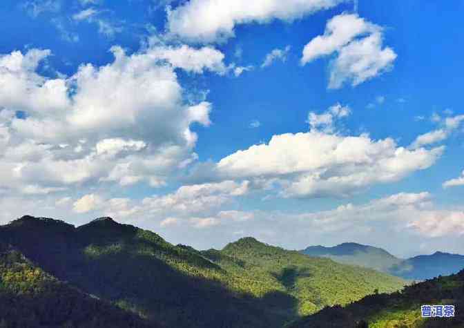 普洱茶科技环境分析-普洱茶科技环境分析报告