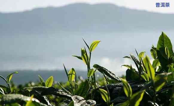 只有云南产普洱茶吗？揭开普洱茶产地的神秘面纱