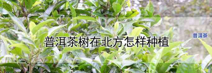 普洱茶树在北方种植全攻略：方法、技巧与视频教程