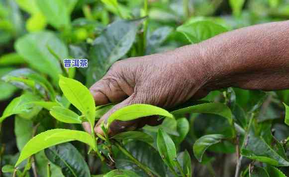 普洱茶树在北方种植全攻略：方法、技巧与视频教程