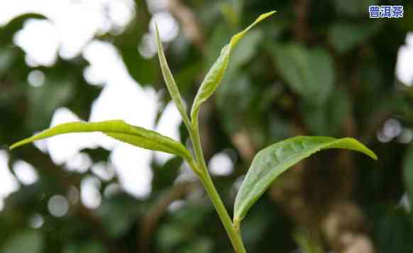 普洱茶叶和芽哪个好-普洱茶芽茶好还是叶茶好