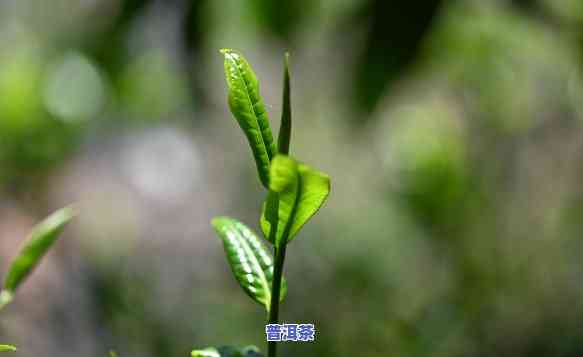 普洱茶叶和芽哪个好-普洱茶芽茶好还是叶茶好