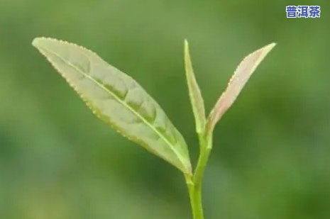 普洱茶叶和芽哪个好-普洱茶芽茶好还是叶茶好