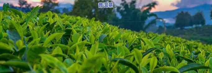 普洱茶东北能种植么-普洱茶东北能种植么吗