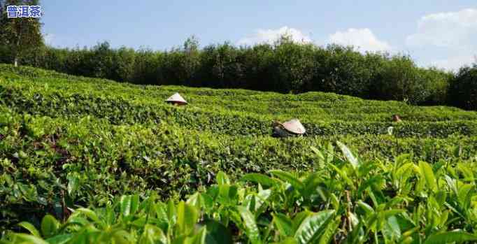 普洱茶东北能种植么-普洱茶东北能种植么吗