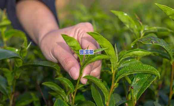 普洱茶种植时间，揭秘普洱茶种植的更佳时间，作用茶叶品质的关键因素！