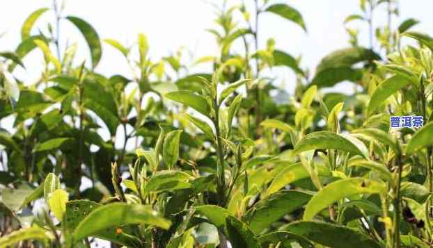 普洱茶种植时间，揭秘普洱茶种植的更佳时间，作用茶叶品质的关键因素！