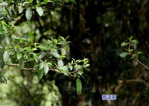 云南特产普洱茶野生古树茶：种类与特性全解析