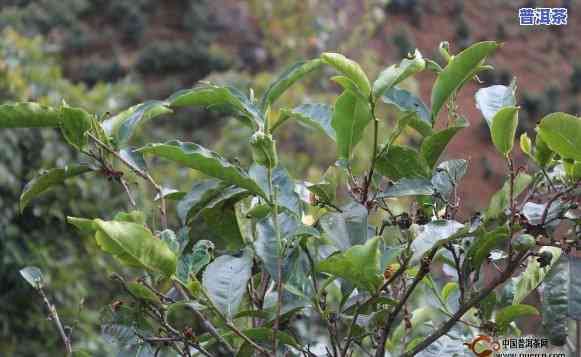 云南特产普洱茶野生古树茶：品种、特点及分类全解