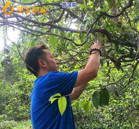 普洱茶的市场价格定位，深度解析：普洱茶的市场价格定位与趋势