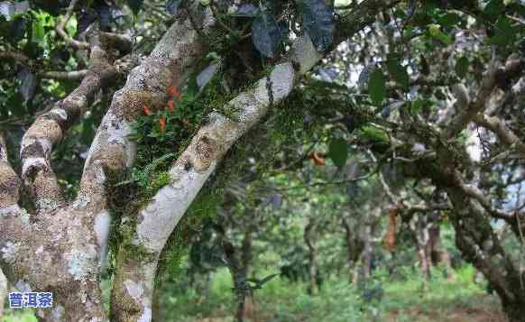 湖北普洱茶基地有哪些名称，探索湖北普洱茶基地：知名大揭秘