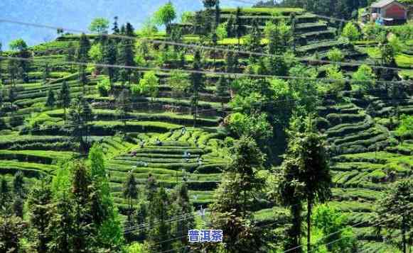 湖北普洱茶基地有哪些名称，探索湖北普洱茶基地：知名大揭秘