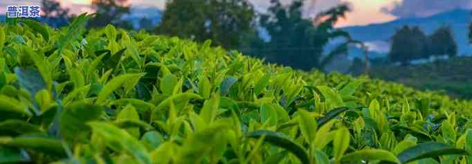 湖北普洱茶基地有哪些名称-湖北普洱茶基地有哪些名称和地址