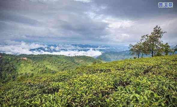 湖北普洱茶基地有哪些名称-湖北普洱茶基地有哪些名称和地址