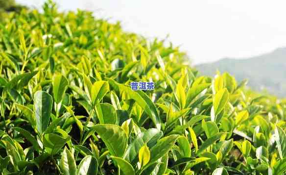 普洱茶种植打农吗有作用吗，「普洱茶种植是不是需要打农？有何作用？」