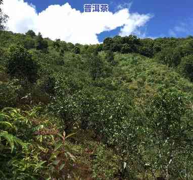 普洱茶海拔更高的山：揭秘云南普洱茶生长环境