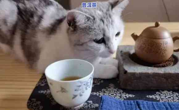 猫可以喝普洱茶么吗为什么不能喝，猫咪能否饮用普洱茶？起因解析