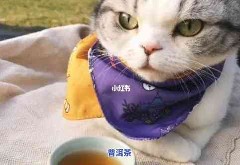 猫可以喝普洱茶么吗为什么-猫可以喝普洱茶么吗为什么不能喝