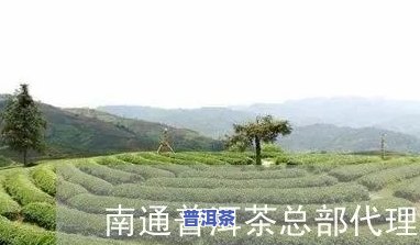 南通普洱茶总部代理-南通普洱茶总部代理电话