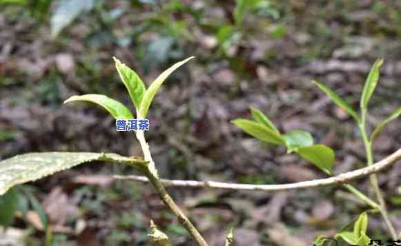 普洱茶树枝可饮用吗？是不是有？相关图片与解答