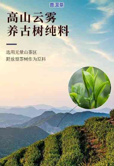 无量山古树普洱茶特点及价格，深度解析：无量山古树普洱茶的独特特点与市场价格