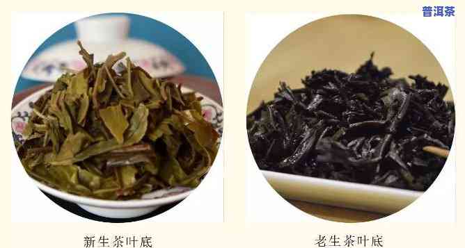 普洱茶新茶与老茶：真假鉴别方法及优缺点对比