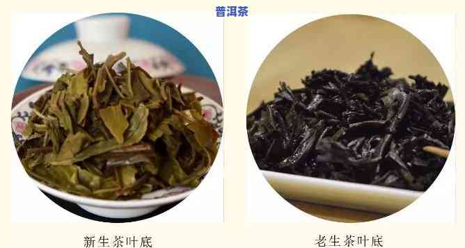 普洱茶新茶和老茶怎样分辨-普洱茶新茶和老茶怎样分辨真假