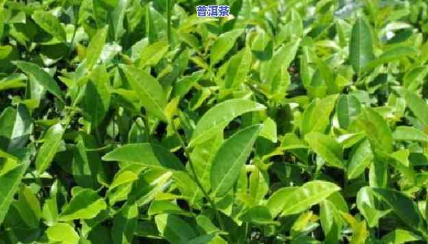 普洱茶河南能种植吗-普洱茶河南能种植吗现在