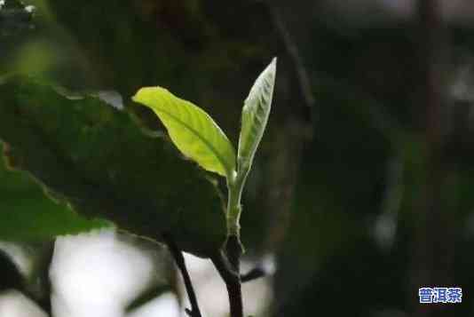 有的普洱茶梗为什么特别多-普洱茶为什么有茶梗