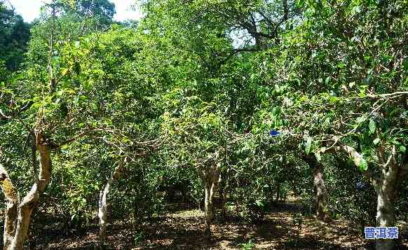 大益普洱茶产地：探寻神秘的制茶宝地