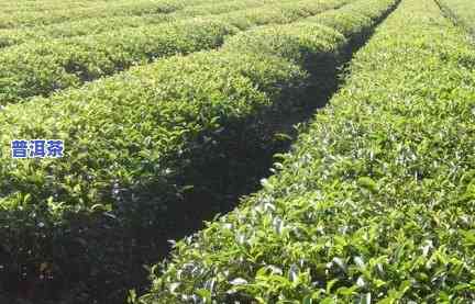 普洱茶苗在北方种植吗，北地种植：普洱茶苗能否在北方生长？