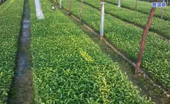 普洱茶苗在北方种植-普洱茶苗在北方种植可以吗