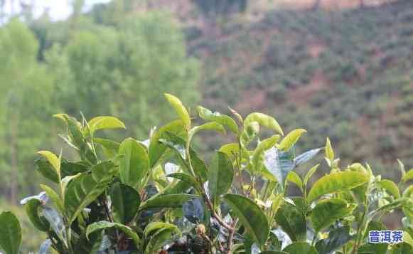 普洱茶苗在北方种植-普洱茶苗在北方种植可以吗