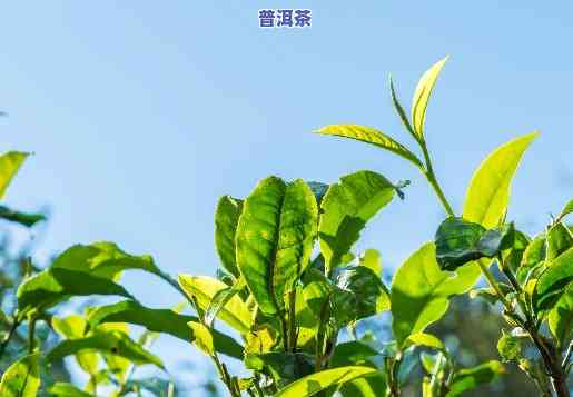 普洱茶苗在北方种植-普洱茶苗在北方种植可以吗