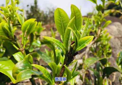 普洱茶种植与栽培技术详解：视频与论文全面解析