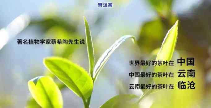 临沧高端普洱茶，品味云南：探索临沧高端普洱茶的魅力