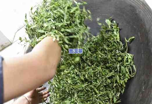 普洱茶杀青的目的是什么，揭示普洱茶杀青的目的及其关键性