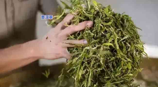 普洱茶杀青的目的是什么，揭示普洱茶杀青的目的及其关键性