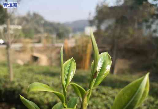 普洱茶口粮茶的价格是多少-普洱茶口粮茶的价格是多少钱