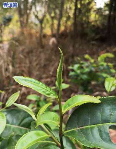 普洱茶口粮茶的价格是多少-普洱茶口粮茶的价格是多少钱