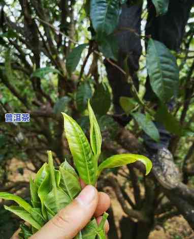 普洱茶头采和二采价格区别-普洱茶头采和二采价格区别大吗