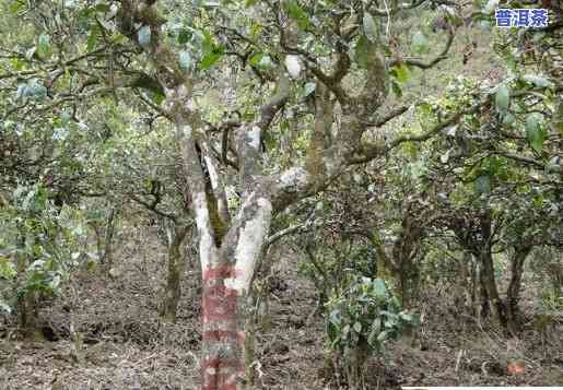 普洱茶头采和二采价格区别-普洱茶头采和二采价格区别大吗